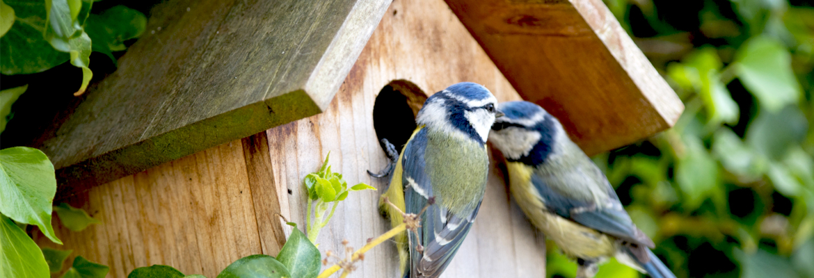 I Observe Birds - 1 - 10doigts.com