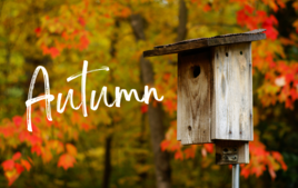 Creative Activities Autumn - Craft supplies by occasions - 10doigts.fr