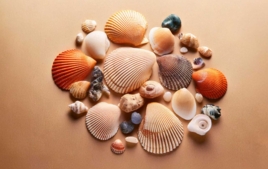 Pebbles and Shells - Natural Materials and Products - 10doigts.fr