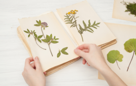 Estoy haciendo un herbario. - Actividades en el Jardín - 10doigts.fr