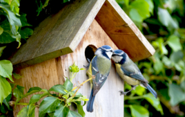 Observo los pájaros - Actividades Montessori - 10doigts.fr