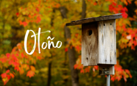 Ocio creativo Otoño - Eventos - 10doigts.fr