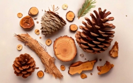 Dried Flowers, Pine Cones - Natural Materials and Products - 10doigts.fr