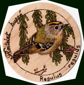 Roitelet Huppé - Pyrogravure - 10doigts.fr