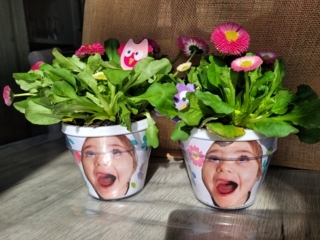 Plantation chevelu - 10doigts.fr