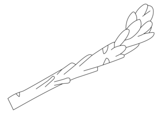 Asparagus 01 - Coloring pages of flowers, fruits, and vegetables - Coloring book - 10doigts.com