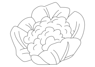 Cauliflower 01 - Coloring pages of flowers, fruits, and vegetables - Coloring book - 10doigts.com