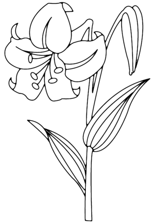 Flower 003 - Coloring pages of flowers, fruits, and vegetables - Coloring book - 10doigts.com