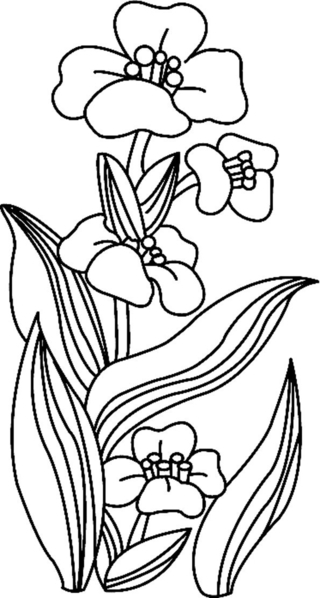 Flowers 018 - Coloring pages of flowers, fruits, and vegetables - Coloring book - 10doigts.com