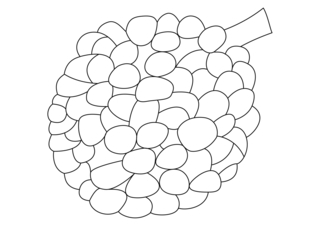Lychee 01 - Coloring pages of flowers, fruits, and vegetables - Coloring book - 10doigts.com