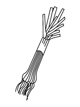 Leek 01 - Coloring pages of flowers, fruits, and vegetables - Coloring book - 10doigts.com