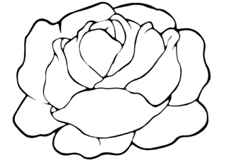 Salad 01 - Coloring pages of flowers, fruits, and vegetables - Coloring book - 10doigts.com