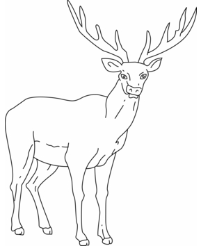 Deer 03 - 10doigts.fr