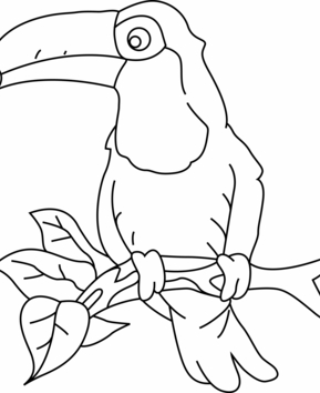 Tucán 003 - 10doigts.fr