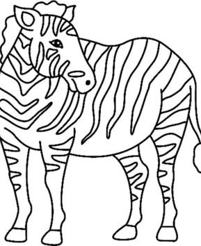 Cebra 03 - 10doigts.fr