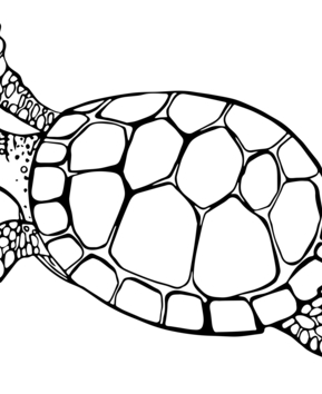 Animales-marinos9 - 10doigts.fr