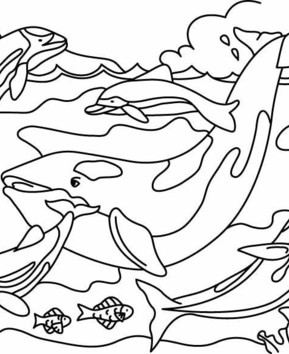 Ballena 03 - 10doigts.fr