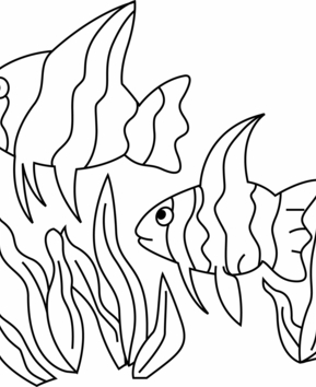 Fish 12 - 10doigts.fr