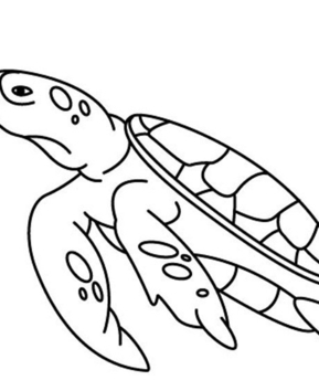 Turtle 01 - 10doigts.fr