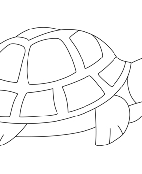 Turtle 04 - 10doigts.fr