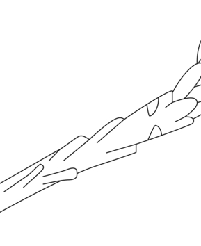 Asparagus 01 - 10doigts.fr