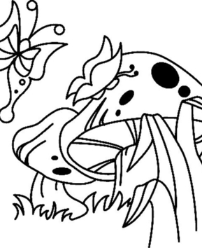 Mushrooms 01 - 10doigts.fr