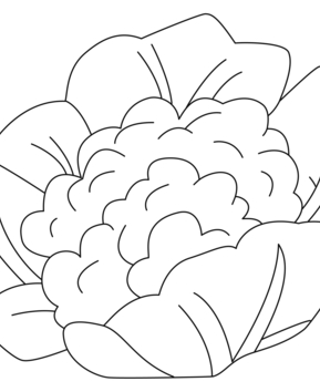 Cauliflower 01 - 10doigts.fr