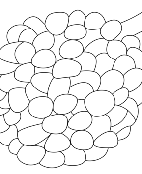 Lychee 01 - 10doigts.fr