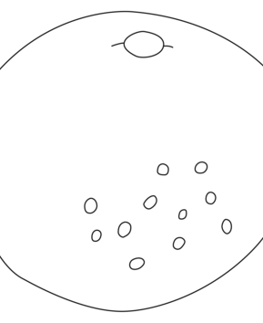 Grapefruit 01 - 10doigts.fr