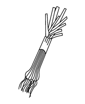 Leek 01 - 10doigts.fr