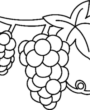 Grape 01 - 10doigts.fr