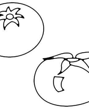 Tomatoes 01 - 10doigts.fr