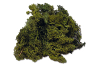 Musgo verde de Islandia - Flores, Vegetales - 10doigts.fr