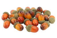 Decorative Acorns - 24 Pieces - 1 - Natural Decorations - 10doigts.com - Natural Decorations - 10doigts.fr