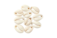 Natural Cowrie Shells - 12 Pieces - 1 - Heishi Beads and Shells - 10doigts.com - Heishi Beads and Shells - 10doigts.fr