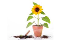 Pack of Dwarf Sunflower Seeds - 1 - Gardening for Kids - 10doigts.com - Gardening for Kids - 10doigts.fr