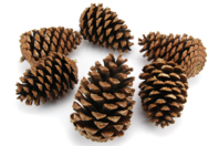 Large Pine Cones - 6 Pieces - 1 - Natural Decorations - 10doigts.com - Natural Decorations - 10doigts.fr