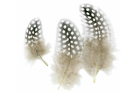 Guinea Fowl Feathers, Natural Color - 1 - Decorative Feathers - 10doigts.com - Decorative Feathers - 10doigts.fr