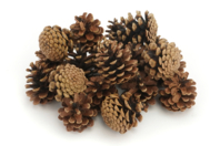 Pine Cones - 20 Pieces - 1 - Natural Decorations - 10doigts.com - Natural Decorations - 10doigts.fr