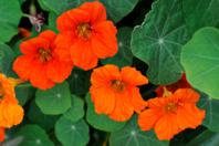 Packet of dwarf nasturtium seeds - Gardening for Kids - 10doigts.fr