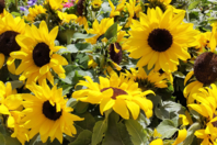 Pack of dwarf sunflower seeds - Gardening for Kids - 10doigts.fr