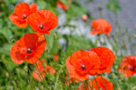 Poppy Seeds - Gardening for Kids - 10doigts.fr