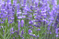 Lavender Seeds - Gardening for Kids - 10doigts.fr