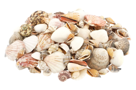 Natural Shells - 1 kg - 2 - Pebbles and Shells - 10doigts.com - Pebbles and Shells – 10doigts.fr