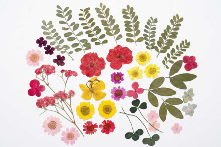 Dried Flowers and Leaves - Approximately 40 Pieces - 1 - Dried Flowers, Pine Cones - 10doigts.com - Dried Flowers, Pine Cones – 10doigts.fr