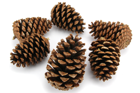 Large Pine Cones - 6 Pieces - 1 - Natural Decorations - 10doigts.com - Natural Decorations – 10doigts.fr