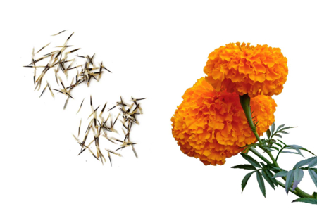 clavel semillas - Jardinería niños – 10doigts.fr