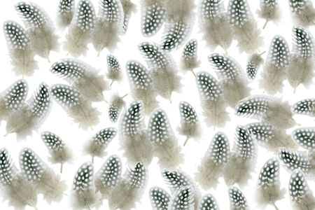 Guinea Fowl Feathers, Natural Color - 2 - Decorative Feathers - 10doigts.com - Decorative Feathers – 10doigts.fr