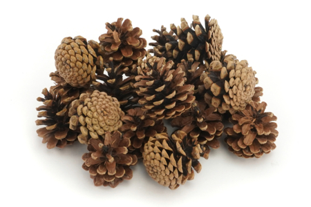 Pine Cones - 20 Pieces - 1 - Natural Decorations - 10doigts.com - Natural Decorations – 10doigts.fr