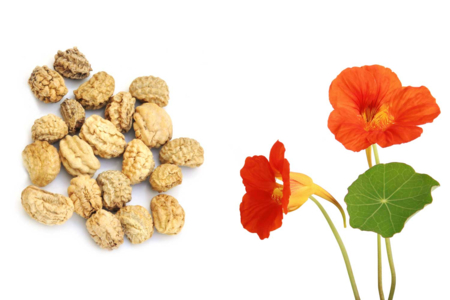 amapola - Jardinería niños – 10doigts.fr